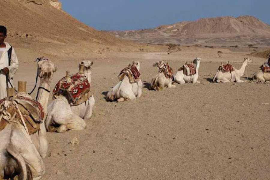 Enjoy a desert safari with Paradise Tours